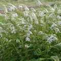 Lysimachia brachystachys