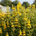 Lysimachia punctata