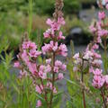 Lythrum salicaria 'Blush'