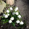 Mrzenbecher, Blumenzwiebeln, Leucojum vernum - die Frhlings-Knotenblume