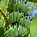 winterharte Banane Musa sikkimensis Helens Hybrid