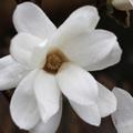 Sternmagnolie Halbstamm, Magnolia stellata