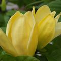 Magnolie yellow bird