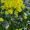 Mahonia aquifolium, Mahonia aquifolium