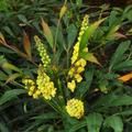 Mahonie Sweet Winter, Mahonia Sweet Winter