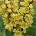 Mahonia media Winter Sun gelbe Blüten im Januar