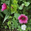 Trichtermalve, Malope trifida