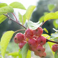 Malus 'Evereste', Zierapfelbaum 'Evereste', Hinrichs, XXL Pflanze