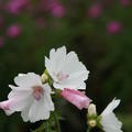 Malva moschata 'Alba'