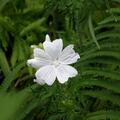 Malva moschata 'Alba', Malva moschata 'Alba'