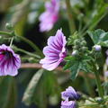 Malva sylvestris 'Zebrina'