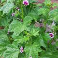 Malva sylvestris 'Zebrina', Malva sylvestris 