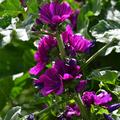 Malva sylvestris 'Zebrina', Malve Zebrina 