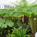 Mammutblatt (Gunnera manicata)