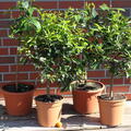 Deine Orangerie Set 2 Satsuma Mandarine, Mandarine Ciaculli, Clementine Tardivo