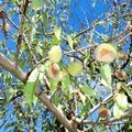 Mandelbaum Princesse Amanda, Prunus dulcis