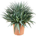 Mangave 'Pinapple Express', im 30cm Topf, Hhe 75cm, Breite 70cm