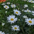 Margerite weiss, Leucanthemum x superbum