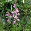 Marokkanisches Leinkraut BIO, Linaria maroccana