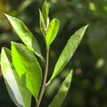 Mate-Tee, Garden2Cup, Triebspitzen, Video