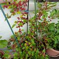 Maulbeere 'Pendula' - hngender Maulbeerbaum, Morus alba 'Pendula'