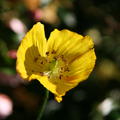 Meconopsis cambrica