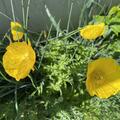 Meconopsis cambrica, Meconopsis cambrica