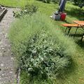 Meerkohl Caramba Green, Crambe maritima