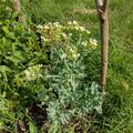 Meerkohl Caramba White, Crambe maritima