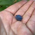Mehrbeere Honigbeere/Erstbeere�: Zwei sich gegenseitig befruchtende Erstbeeren in einem Topf, Lonicera caerulea