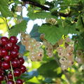 rote und weisse Frchte