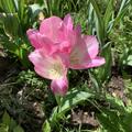 Mehrbltige Tulpe 'Dream Club', Tulipa 'Dream Club'