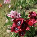 Mehrbltige Tulpe 'Fiery Club', Tulipa 'Fiery Club'