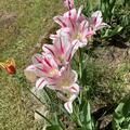 Mehrbltige Tulpe 'Flaming Club', Tulipa 'Flaming Club'
