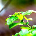Melissa officinalis, Melissa officinalis