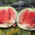 Rote Wassermelone Blacktail Mountain (Citrullus lanatus)