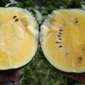Gelbe Wassermelone Janosik (Citrullus lanatus)