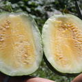 Gelbe Wassermelone Orangeglo (Citrullus lanatus)