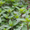 Mentha spicata 'Black Spearmint'