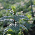 Mentha Israelische Minze