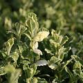 Mentha suaveolens 'Variegata'