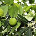 Mexikanische Limette 'Messicana' (Citrus aurantifolia)