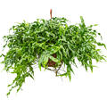 Microsorum diversifolium, Ampel, im 25cm Topf, Hhe 50cm, Breite 80cm