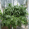 Microsorum diversifolium xxl, Ampel, im 35cm Topf, Hhe 90cm, Breite 100cm
