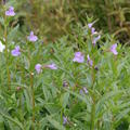 Mimulus ringens