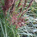 Miscanthus sinensis 'Dread Locks'