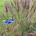 Miscanthus sinensis 'Kleine Silberspinne' im Kiesbeet