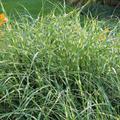 Miscanthus sinensis gestreiftes Laub