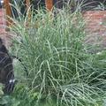 Miscanthus sinensis 'Strictus'