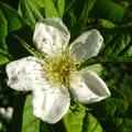 Mispel 'James Bond', Mespilus germanica 'James Bond'